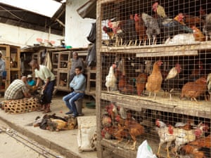 Locally grown chickens in a market in Arusha, Tanzania