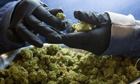 An employee inspects medicinal marijuana buds at Tweed INC., in Smith Falls, Ontario, Canada.