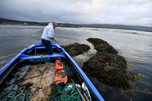 Seaweed harvester Coleman Dundass stands in his currach boat in Kilkieran as he ties up three ‘climin’, two-tonne seaweed bundles that he gathered. Scientists in the US and Australia have found dramatic methane-reducing qualities from one seaweed type, Asparagopsis taxiformis, when small quantities are added to animal feed