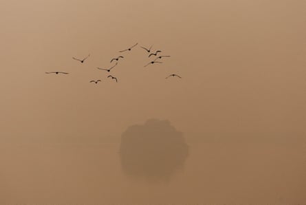 A flock of birds flies past a tree on a smoggy morning amid ongoing air pollution in New Delhi