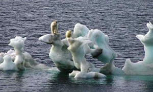 With greater melting of the sea ice, polar bears (above, off northern Alaska in 2007) find hunting for prey hard.