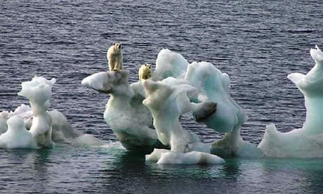 With greater melting of the sea ice, polar bears (above, off northern Alaska in 2007) find hunting for prey hard. 