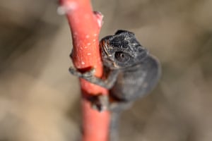 Um camaleão (Chamaeleo chamaeleon) encontrado no armazém de uma escola em Van, Turquia. Acredita-se que tenha chegado com uma entrega de suprimentos