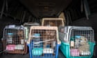 386 dogs rescued from truck heading to China dog meat festival