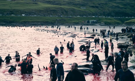 A picture released by Sea Shepherd UK shows people hunting dolphins in Leynar, the Faroe Islands, on Wednesday