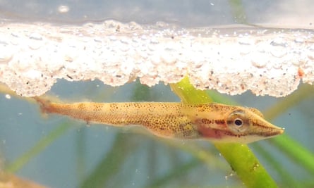 Microplastics Killing Fish Before They Reach Reproductive Age Study Finds Pollution The Guardian