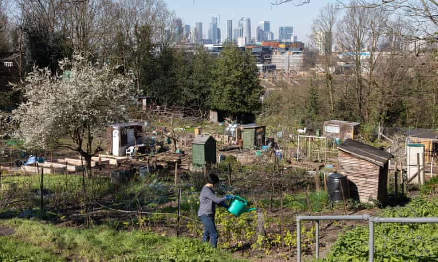 A gardener on their allotment in south London during the pandemic.