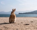 A rabbit at Okunoshima.