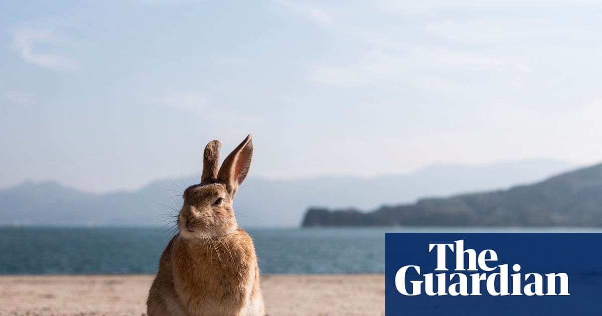 ‘A place of darkness and light’: the uninhabited Japanese island that became a rabbit paradise