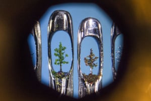 Trees needle sculpture by Willard Wigan