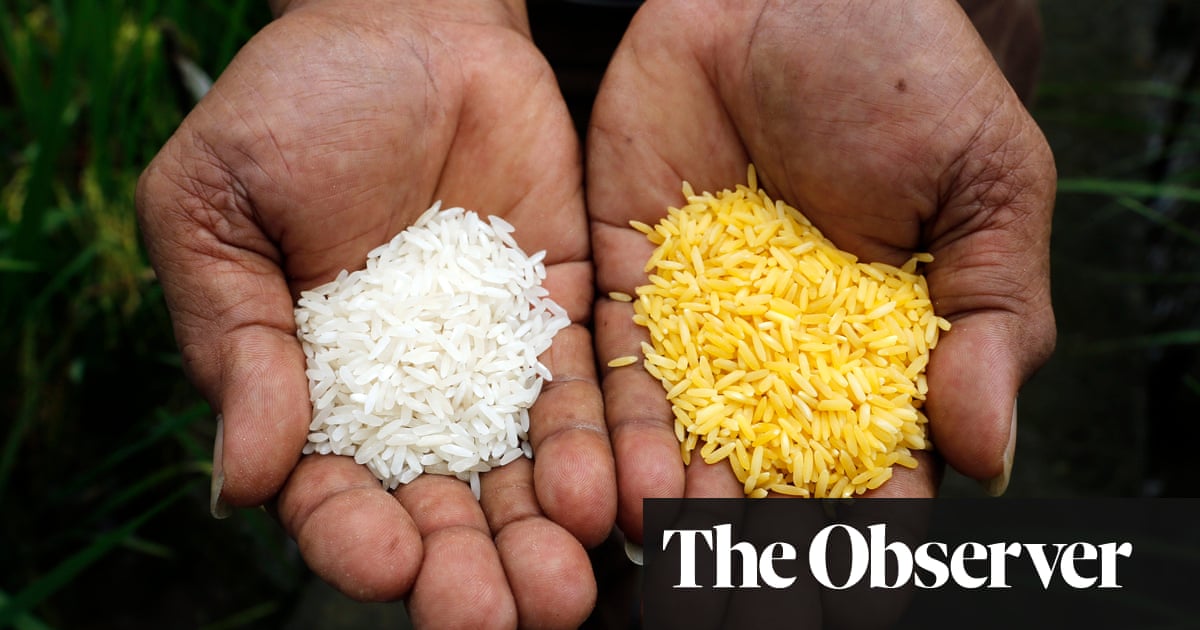 Block on GM rice ‘has cost millions of lives and led to child blindness’ | Environment | The Guardian