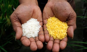 Ordinary rice and Golden Rice, a GM crop. 3500.jpg?width=300&quality=85&auto=forma