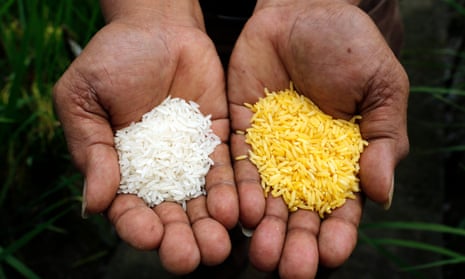 Ordinary rice and Golden Rice, a GM crop.