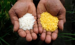 Golden Rice is a genetically modified crop which helps the body produce vitamin A.