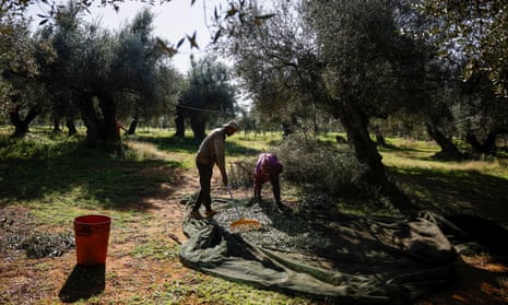 Greek olive harvest