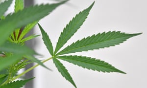 New Zealanders will be asked to vote on legalising cannabis at the country’s general election in September.