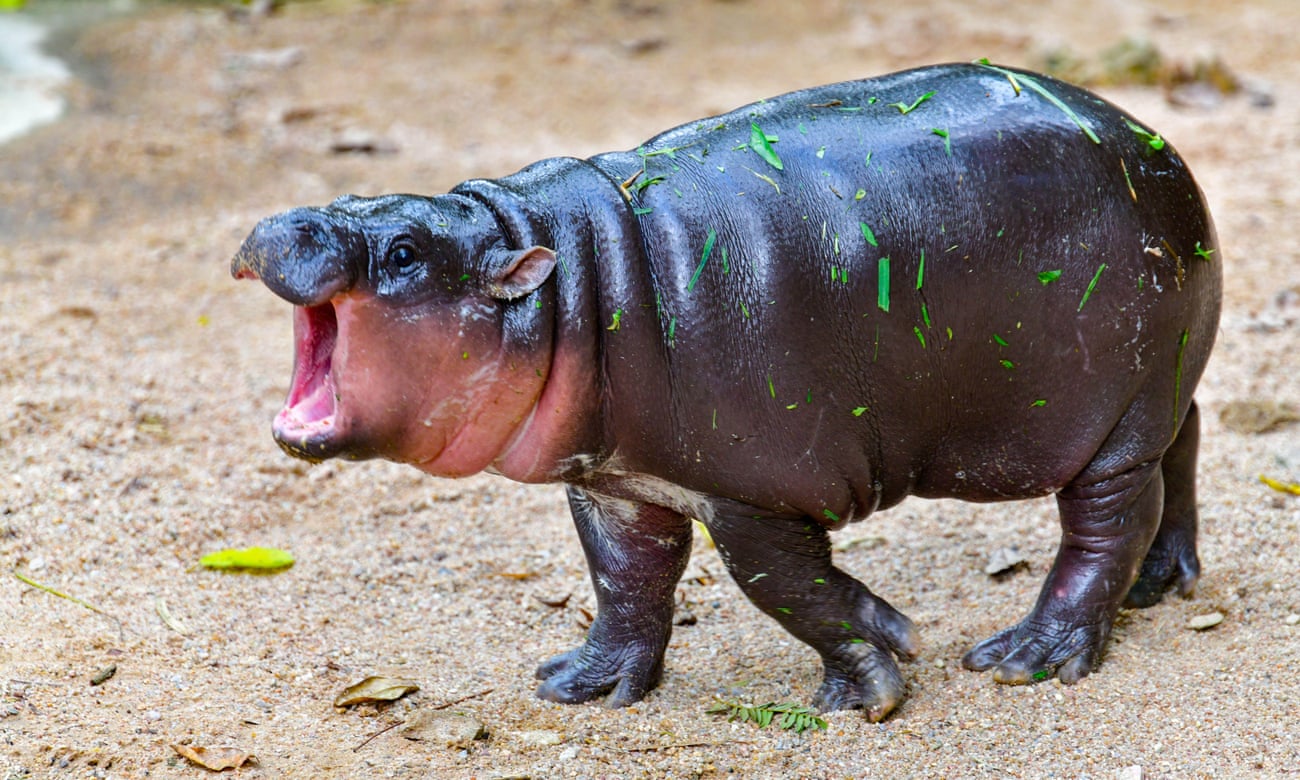 moo deng baby hippo with some leaves on her body and her mouth open