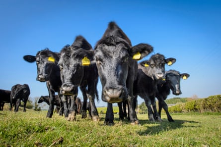 Black Aberdeen Angus cows in a green field