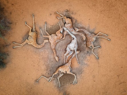 Six dead giraffes, seen from above on dried mud in Kenya