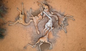 Kenya's Drought Takes Toll On Pastoralists, Livestock And Wildlife<br>WAJIR COUNTY, KENYA - DECEMBER 10: (Editors note: Image contains graphic content) In this aerial view, the bodies of six giraffes lie on the outskirts of Eyrib village in Sabuli Wildlife Conservancy on December 10, 2021 in Wajir County, Kenya. The giraffes, weak from lack of food and water, died after they got stuck in mud as they tired to drink from a nearly dried up reservoir nearby. They were moved to this location to prevent contamination of the reservoir water. A prolonged drought in the country's north east has created food and water shortages, pushing pastoralist communities and their livestock to the brink. The area has received less than a third of normal rainfall since September. (Photo by Ed Ram/Getty Images)