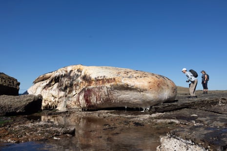 People look at the whale carcass