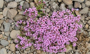 Thyme to stop weeds: Pink Chintz creeping thyme.