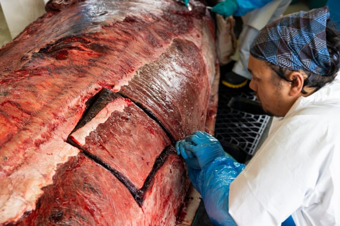 Dissecting the world’s rarest whale – in pictures Parata begins to remove a portion of the large epaxial muscles from the animal's back. Scientists weigh these blocks to get a total mass for these muscle groups to help make comparisons with other deep-diving beaked whales.Photograph: Derek Morrison