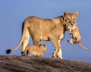 Serengeti national park, Tanzania ‘A lucky encounter with a lioness carrying her cub across a kopje in the Namiri Plains region.’