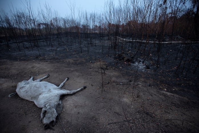 Amazon rainforest fires: an environmental catastrophe – in pictures | World news | The Guardian Amazon rainforest fires: an environmental catastrophe – in pictures | World news | The Guardian