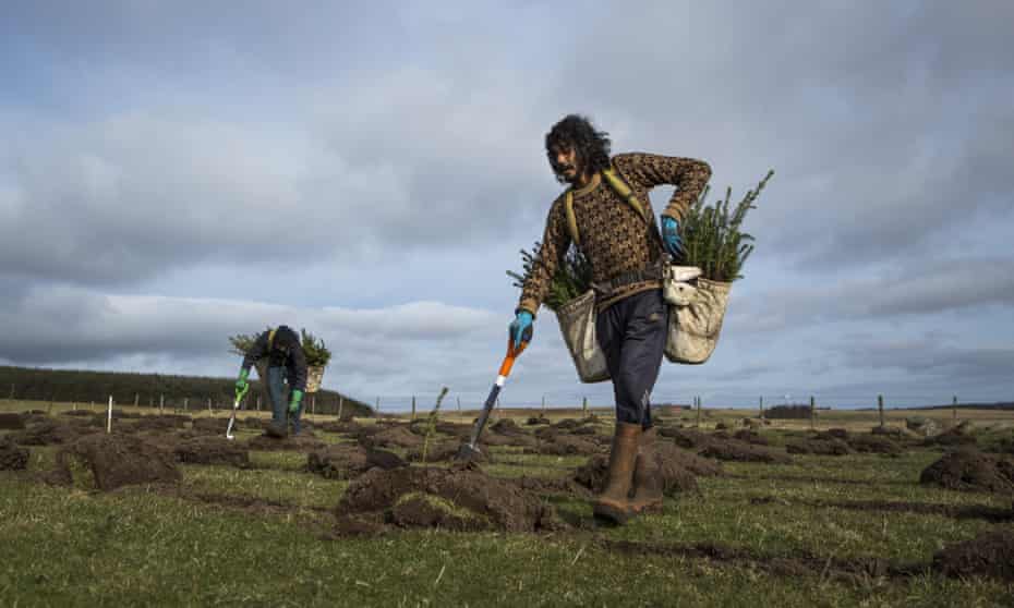 Planting Sitka spruce at Doddington North Moor, near Wooler in Northumberland, where more than 600,000 trees have been planted so far in England's largest forestry scheme for more than 30 years.