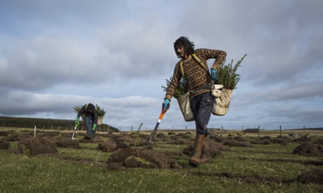 Planting Sitka spruce at Doddington North Moor, near Wooler in Northumberland, where more than 600,000 trees have been planted so far in England's largest forestry scheme for more than 30 years. 