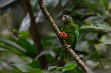 An endangered Puerto Rican amazon parrot near the Rio Abajo Nature Preserve, in Puerto Rico.