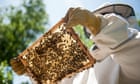 The best way to help bees? Don’t become a beekeeper like I did | Alison Benjamin