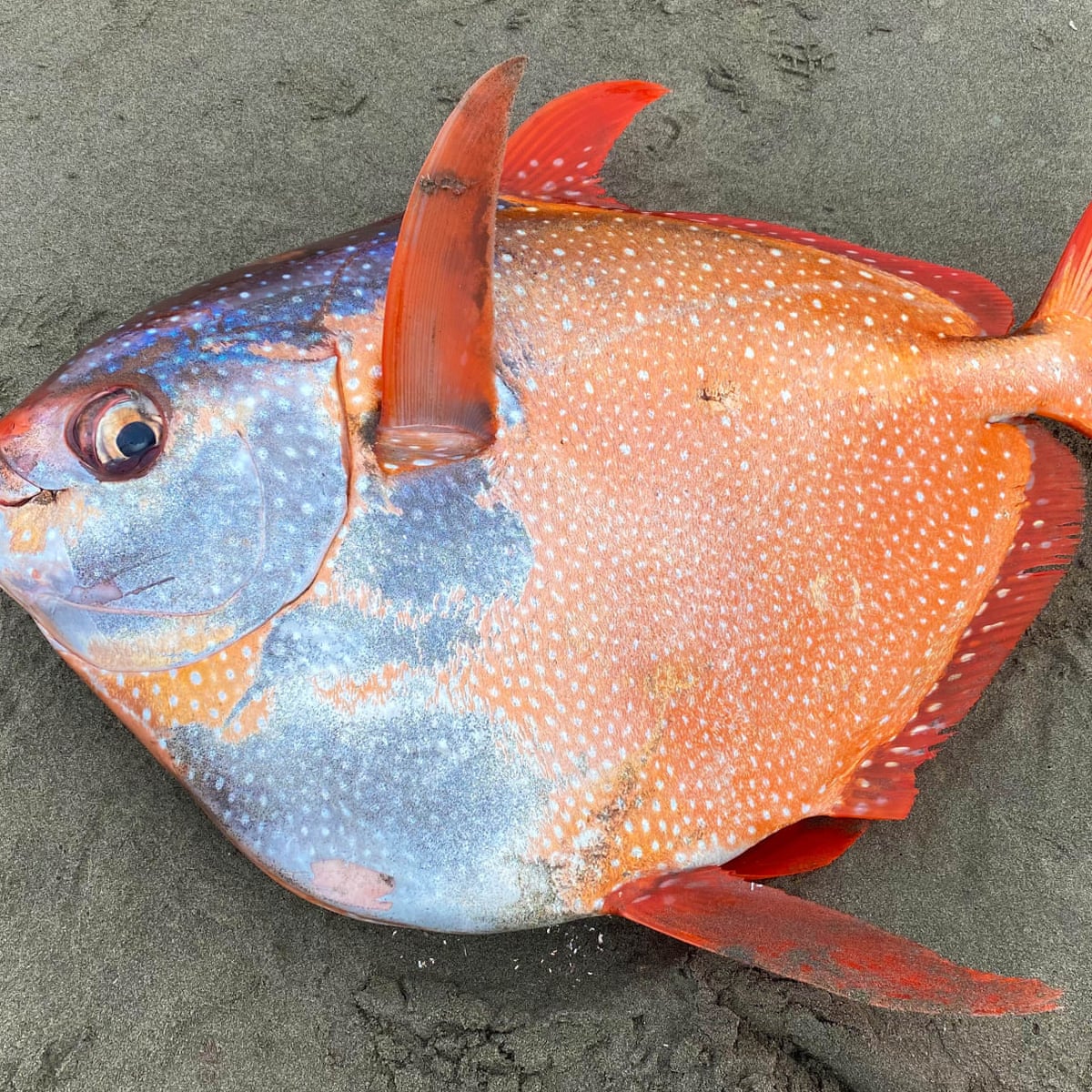 10 Hawaiian Moon Fish FinolaHoward 10-hawaiian-moon-fish-finolahoward