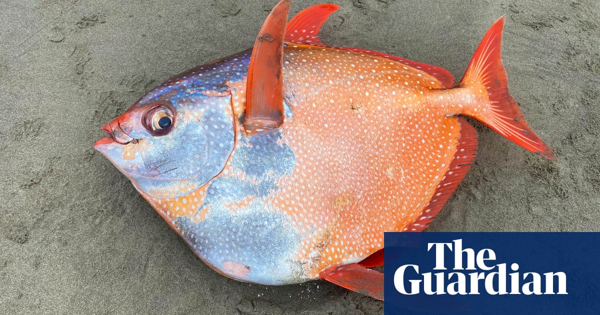 Giant rare moonfish washes up on Oregon coast