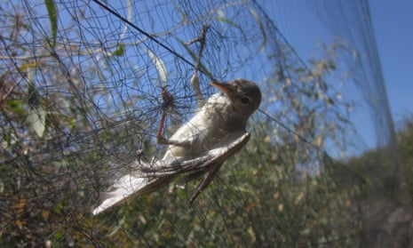An olivaceous warbler caught in a mist net