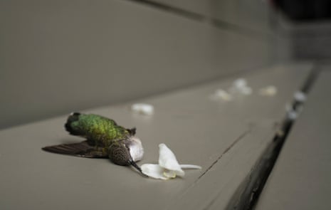 A dead hummingbird lies next to a flower on the ground