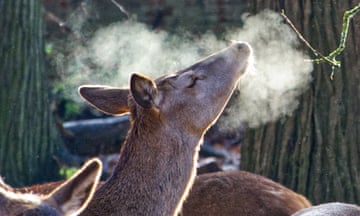 A red deer in Wollaton Park, Nottingham.