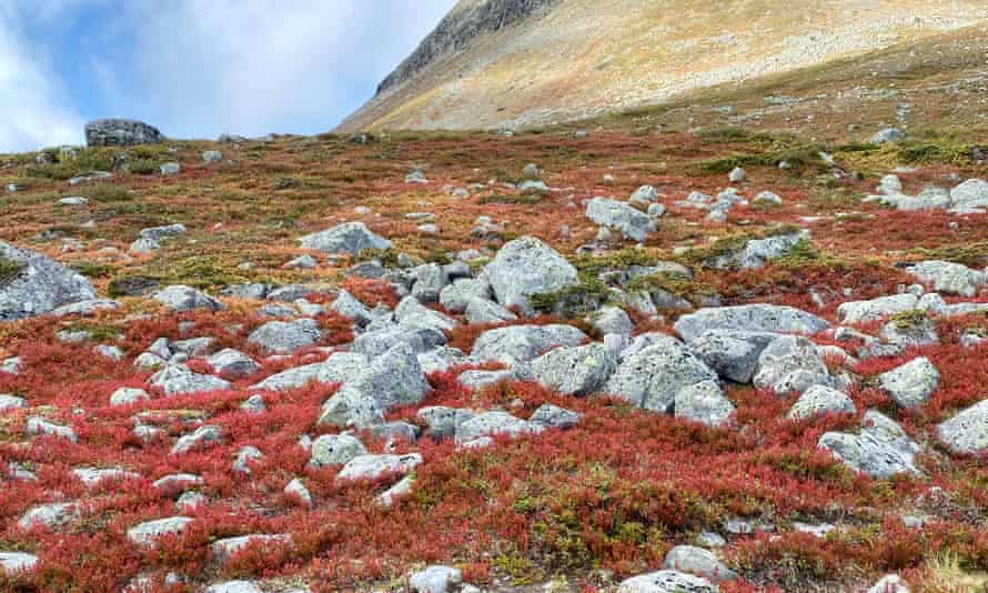 ‘The path was alive with army ants!’ – readers’ holiday encounters with nature 4 The autumnal colours of Lapland earlier this month.