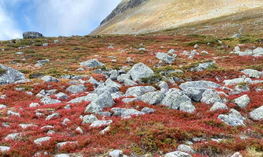 The autumnal colours of Lapland earlier this month.