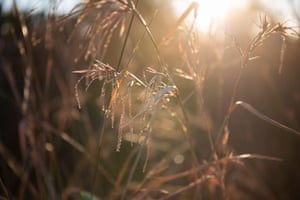 Kangaroo grass.