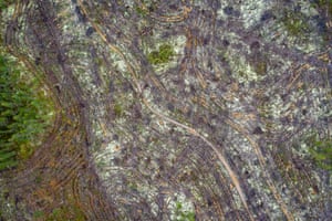 Overhead view of felled forest