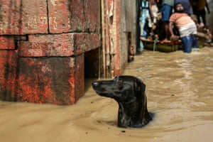 A dog up to its neck in flood water