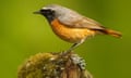 A small bird with an orange belly, brown wings and black head with a touch of white, perches on a mossy post
