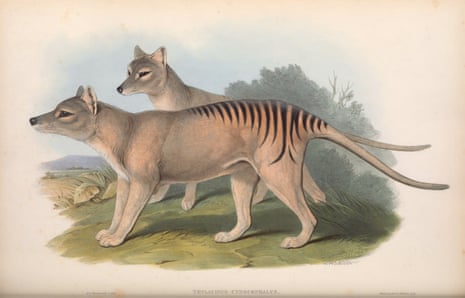 John Gould’s illustration of the thylacine, also known as the Tasmanian tiger or Tasmanian wolf, in his 1863 book, The Mammals of Australia.