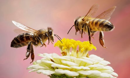 Honey bees in flight, Germany, Europe