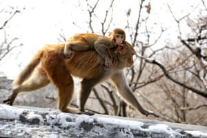 Um macaco selvagem carrega seu bebê nas costas no Monte Huaguoshan após uma nevasca em Lianyungang, província de Jiangsu, na China