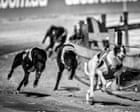 Louise Powell's Debut Novel 'Underdogs' Explores Greyhound Racing