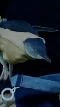 Thousands of little penguins being vaccinated against H5 bird flu in Victoria – video
