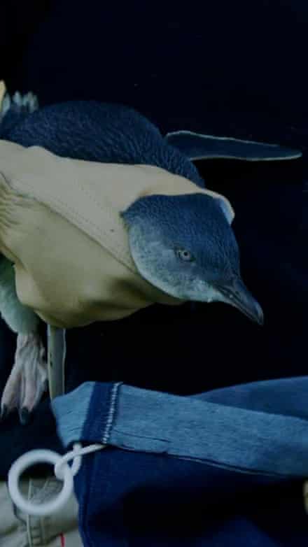 Thousands of little penguins being vaccinated against H5 bird flu in Victoria – video